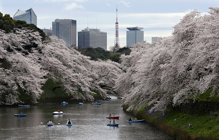 Người dân chèo thuyền dưới hào nước dọc theo Cung điện Hoàng gia ở Tokyo dưới thảm hoa Anh đào. Vào tháng 4 hàng năm, hàng trăm cây hoa Anh đào đồng loạt nở hoa khiến người ta liên tưởng đến những thảm mây trôi bồng bềnh. Ảnh: AP