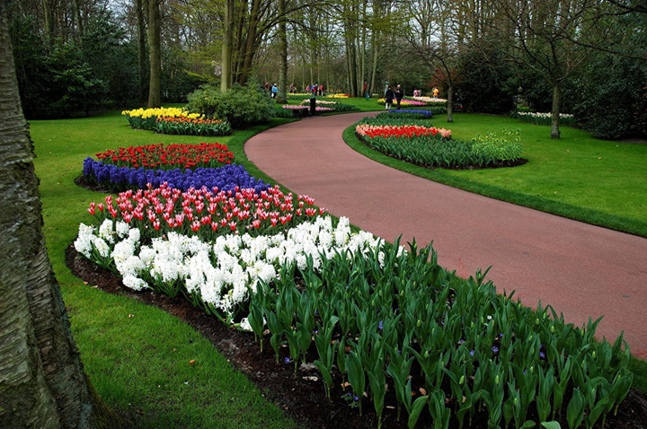 Công viên Keukenhof, còn được gọi là Vườn châu Âu ở Hà Lan. Công viên này tự hào khi có 4,5 triệu cây hoa tulip của 100 loài khác nhau. Du khách có thể chiêm ngưỡng vẻ đẹp của các loài tulip từ giữa tháng 3 đến tháng 5 hàng năm. Ảnh: Jack Versloot