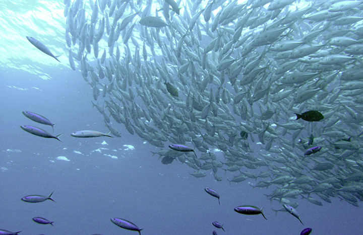 Do dòng chảy mạnh giàu sinh vật phù du, có thể thấy vô số cá từ hơn 3.000 loài tại vùng biển gần đảo Sipadan. Một vài lần một ngày những đàn cá lớn tạo ra cơn 
