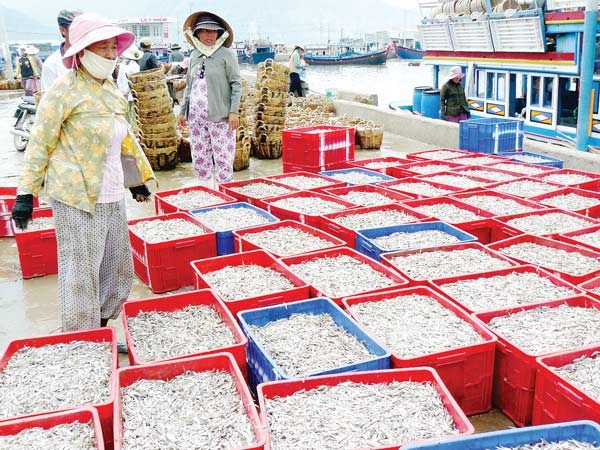 Vào mùa, các cảng cá chuyên cá cơm tại Ninh Thuận bội thu