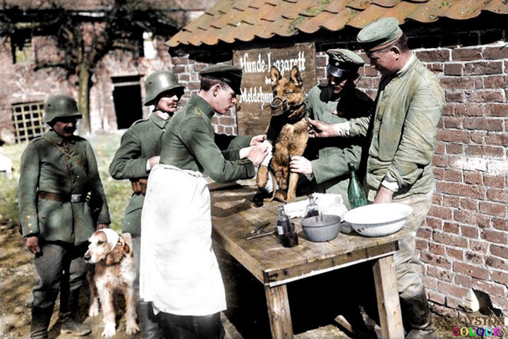 Một bệnh viện chó của Đức đang điều trị những chú chó trở về từ mặt trận năm 1918.