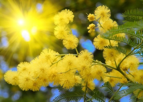 Mimosa được trồng rải rác trên các tuyến đường của Đà Lạt. Hoa thường nở vào giữa tháng 12. Hoa mimosa có màu vàng, mọc thành chùm với hàng trăm cánh nhỏ li ti tương tự hoa bồ công anh thu nhỏ. Ảnh: Fragrantica.