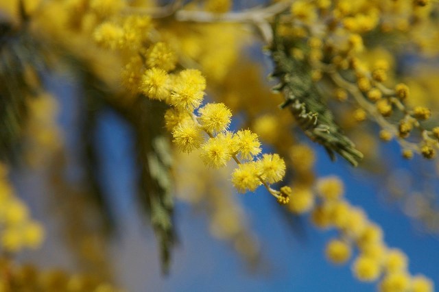 Bạn có thể tìm thấy loại hoa này trong nội thành Đà Lạt. Tuy nhiên, cung đường có nhiều nhất là đèo Mimosa và đèo Prenn. Ảnh: Vadim Kurland.