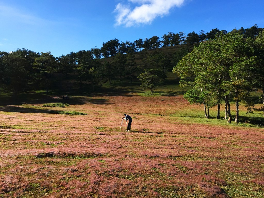 Màu hồng của cỏ kết hợp với màu xanh của thông, của bầu trời tạo nên khung trời Âu tại thành phố hoa. Ảnh: Nguyên Trang. 