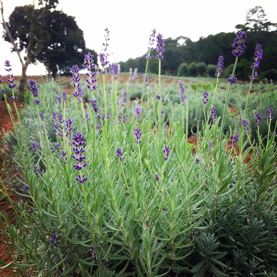 Vườn hoa lavender rộng 1.000 m2 tại làng hoa Vạn Thành, phường 5, TP. Đà Lạt thuộc sở hữu của anh Lê Tiến Thành. Ảnh: Yến Trịnh. 