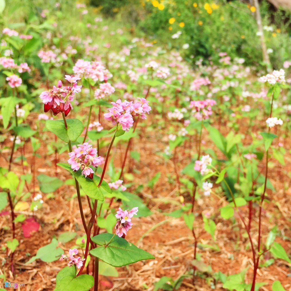 Hoa tam giác mạch được trồng rải rác ở nhiều huyện lân cận hay tại trung tâm TP. Đà Lạt. Những bức hình này được chụp trong khuôn viên của trang trại hoa lavender. Ảnh: Nguyên Trang.