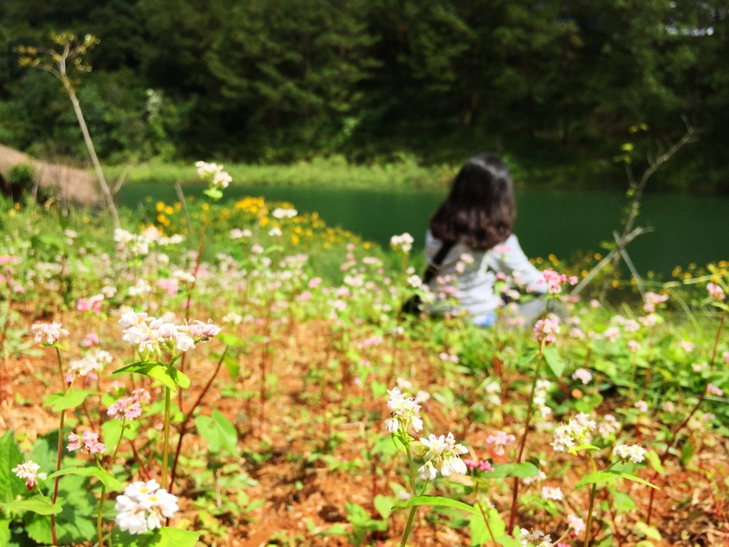 Không mang đến cảm giác bạt ngàn như ở các tỉnh thuộc Tây Bắc, những vườn hoa tam giác mạch tại Đà Lạt vẫn khiến du khách say mê. Ảnh: Nguyên Trang. 