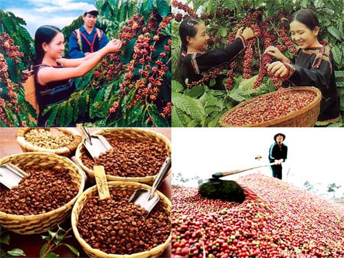 Xuất khẩu cà phê trong 11 tháng đạt 1,6 triệu tấn và 2,98 tỷ USD, tăng 36,1% về khối lượng và tăng 24,3% về giá trị so với cùng kỳ năm 2015.
