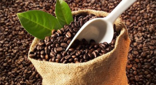 Đức và Hoa Kỳ tiếp tục là hai thị trường tiêu thụ cà phê lớn nhất của Việt Nam trong 10 tháng đầu năm 2016 với thị phần lần lượt là 15,2% và 13,2%. Giá trị xuất khẩu cà phê trong 10 tháng đầu năm 2016 ở hầu hết các thị trường chính của Việt Nam đều tăng so với cùng kỳ năm 2015, ngoại trừ thị trường Tây Ban Nha có giá trị giảm (giảm 6,3%) so với cùng kỳ năm 2015 (Ảnh: thuongmai.vn)