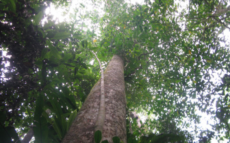 Ngày 23/6/2013, Sở nông nghiệp và Phát triển nông thôn Nghệ An phối hợp với UBND huyện Quế Phong công bố quyết định số 340/QĐ -UBND chuyển đổi Ban quản lý rừng phòng hộ huyện Quế Phong thành khu bảo tồn thiên nhiên Pù Hoạt tại huyện Quế Phong.