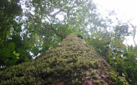Trước đó, gày 28/11, tại huyện Quế Phong, Hội Bảo vệ thiên nhiên và Môi trường Việt Nam đã trao bằng công nhận cây di sản Việt Nam cho quần thể 56 cây sa mu dầu và 5 cây phay sừng thuộc Khu bảo tồn thiên nhiên Pù Hoạt.