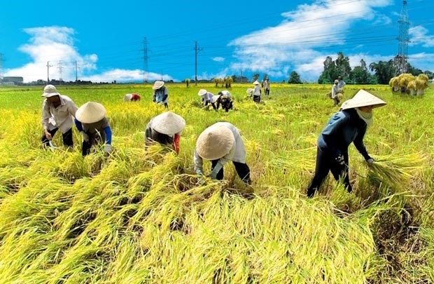 Nông nghiệp giảm tăng trưởng không phải do thiên tai mà do vấn đề nội tại của Việt Nam (ảnh minh họa)