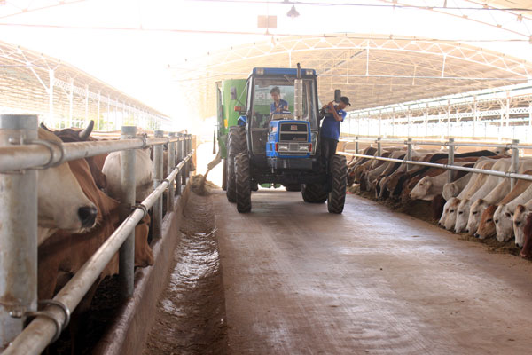 Trang trại bò Úc của Công ty TNHH một thành viên chăn nuôi Đồng Phát (huyện Cẩm Mỹ).
