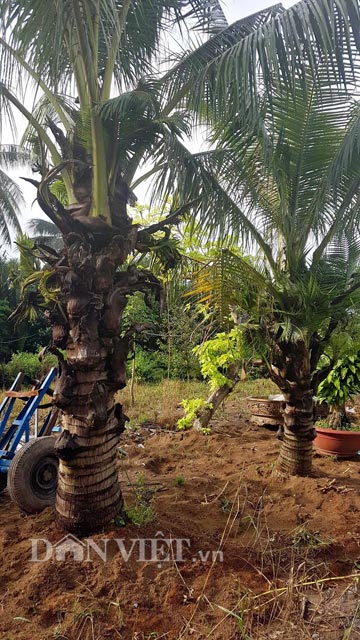  “Cây ra rễ nhanh, thân cây con “đẻ” ra từ bẹ dừa cũng phát triển mạnh nên cách đây khoảng 1 tuần, tôi đã đem 2 cây dừa này trồng trực tiếp xuống đất để tạo điều kiện cho cây hút chất dinh dưỡng” – anh Tuấn nói.