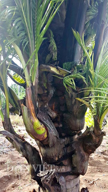  Nếu không thỏa thuận được giá, chủ nhân hiện tại của 2 cây dừa này sẽ tiếp tục chăm sóc theo như dự định ban đầu là chỉ trồng để “trưng bày coi chơi”.