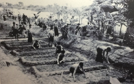 Bộ đội Nam Bộ tham gia sản xuất, tự túc một phần lương thực, 1945-1946
