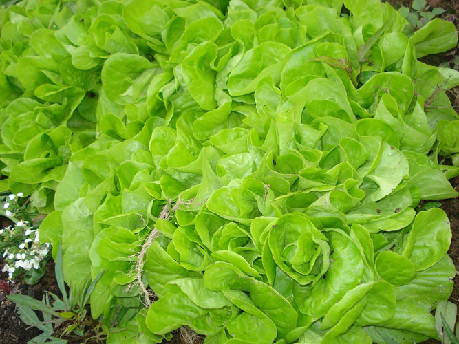 Lá rau xanh: Những loại rau có lá như rau muống, mồng tơi, rau cải, rau ngót…thì đều không nên bảo quản trong tủ lạnh, vì như vậy sẽ làm cho lá rau nhanh bị khô.