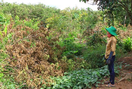 Hạn, mặn đã làm cho nhiều vườn cây ăn trái của huyện bị ảnh hưởng và thiệt hại nặng nề- nhất là 2 xã Thanh Bình, Quới Thiện.