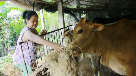 Nhờ chí thú làm ăn nên gia đình thương binh Nguyễn Văn Dũ đã có cuộc sống ổn định và có thêm thu nhập từ nghề đan dớn.