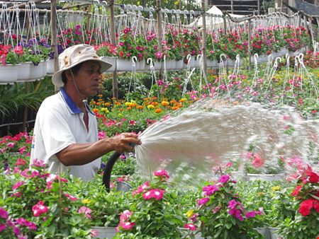 Người nông dân trồng hoa được tôn vinh trong dịp Tuần lễ du lịch Đồng Tháp 2017. Ảnh: N.NAM