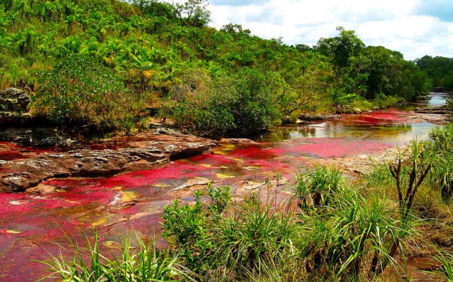 Cano Cristales là một dòng sông ở Colombia, nằm ở công viên quốc gia Serrania de la Macarena, thuộc thành phố La Macarena. Nó được gọi với nhiều cái tên như 