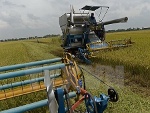 Thái Lan xem xét giảm diện tích trồng lúa trong vòng 20 năm