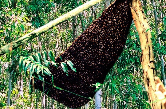 Ong mật ở U Minh Hạ (Cà Mau) đem về nguồn thu nhập ổn định cho hàng nghìn hộ gia đình bản xứ nhờ bán mật và chế biến các món ăn từ ong non. Giới thầy 