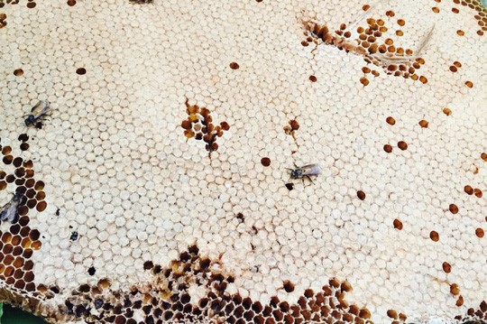 Tổ ong sau khi được lấy phần mật, còn lại tàng ong chứa ong non và nhộng được chế biến thành các món ăn, trong đó có món mắm ong là đặc sản.