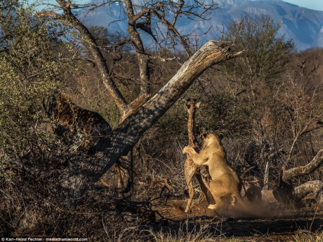 Khi thấy sư tử lao tới, hươu cao cổ con lập tức bỏ chạy ra đằng sau và đá vào mặt con sư tử theo bản năng tự vệ. (Nguồn: Karl-Heinz Fechter)