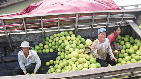 Các loại trái cây đặc sản ở các địa phương như Cái Bè, Cai Lậy, Châu Thành… đều tập trung về đây để đưa đi tiêu thụ khắp các thị trường lớn trong nước.