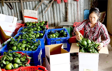 Sau khi thu mua trái cây của thương lái, chủ vựa phân loại trái cây theo kích cỡ trái.