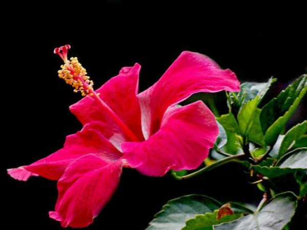 Hoa dâm bụt là loài hoa có màu đỏ, bông cũng đẹp nhưng không dùng thờ cúng vì tên hoa có chữ 