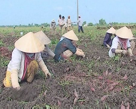 Nông dân thu hoạch khoai lang.