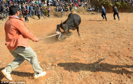 Một người đàn ông chạy tới để cố chặn con bò lao vào đám đông nhưng lại bị nó húc liên tục vào người. Những người dân xung quanh cố lao vào giải cứu để tránh xảy ra điều đáng tiếc. (Nguồn: AFP)