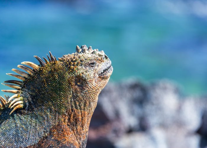 Quần đảo Galapagos của Ecuador là lựa chọn hàng đầu cho những người yêu thích du lịch giá rẻ. Du khách tới đây sẽ được tham gia rất nhiều hoạt động độc đáo, từ leo núi lửa, chèo kayak, lặn biển cho tới ngắm những loài động vật quý hiếm như sư tử biển hay các loài chim chân xanh.