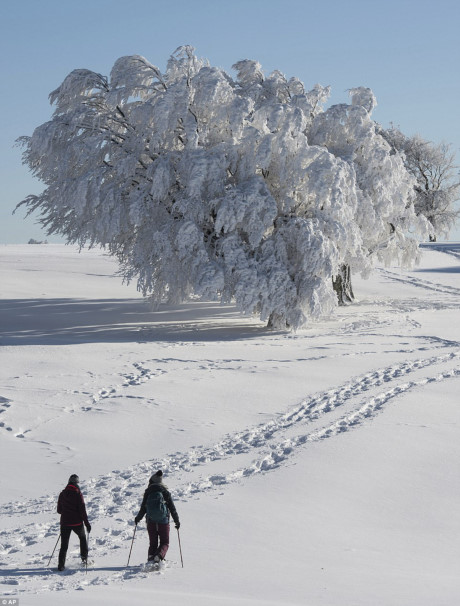 Hai du khách đi bộ qua một cái cây phủ đầy tuyết trên núi Schauinsland, miền Nam nước Đức. (Nguồn: Dailymail)