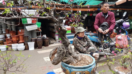 Ở chợ hoa Vạn Phúc, Hà Nội đang bày bán cây đào có tuổi đời hàng chục năm, nguyên một bên thân đang lũa, chỉ còn lại phần vỏ nhưng vẫn bám chắc chắn ở phần gốc chính.
