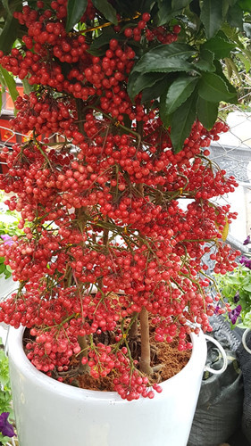 Loài cây có quả màu đỏ thành từng chùm bán sát gốc cây cũng được tượng trưng cho sự may mắn, sung túc./