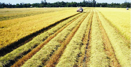 Hiện hầu hết các huyện đều xây dựng cánh đồng mẫu lớn kết hợp liên kết bao tiêu, cung ứng vật tư nông nghiệp.