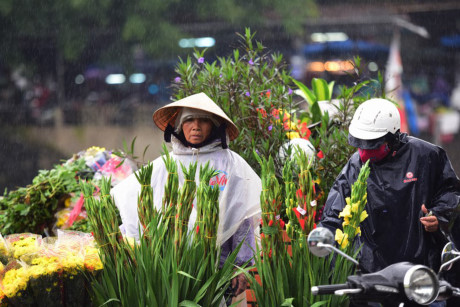 Tại chợ Bến Ngự, người phụ nữ bán hoa thược dược đứng ở vỉa hè từ sáng đến tối dưới cơn mưa lạnh buốt.