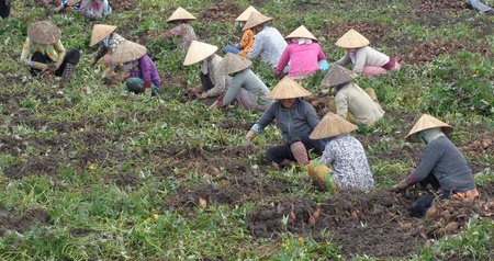 Khoai lang- cây màu chủ lực tạo việc làm, tăng thu nhập cho người dân xã Thành Đông.