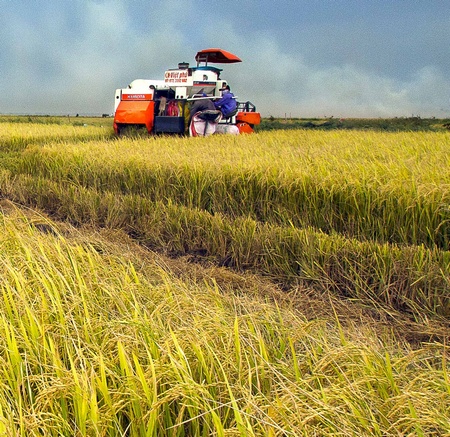 Với trên 13.500ha lúa canh tác theo cánh đồng mẫu lớn toàn tỉnh, đã đóng góp vào lợi nhuận vụ Đông Xuân hàng năm khoảng 264 tỷ đồng và làm tăng lợi nhuận so với ngoài mô hình là 86 tỷ đồng.