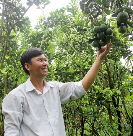 Anh Chung xử lý vườn cam cho trái mùa nghịch, dự kiến qua tết sẽ có thu hoạch. 