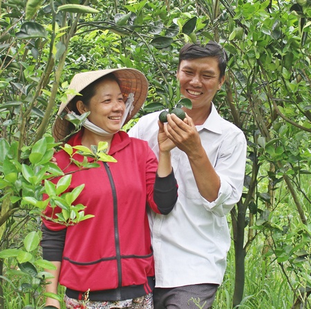 Vợ chồng anh Chung chung sức đồng lòng với vườn cam bằng tình yêu không thể tả.