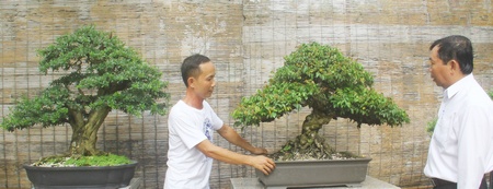 Nghệ nhân trẻ Đình Toàn- TX Bình Minh (trái) bên tác phẩm bonsai khế gân.