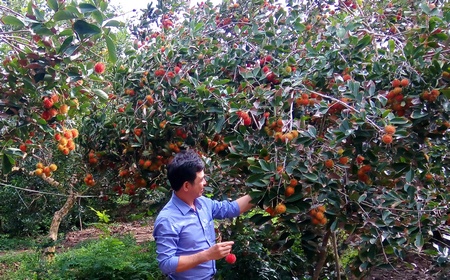 Chôm chôm là một loại cây trồng thế mạnh của Long Hồ.