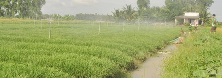 6 công màu của anh Trần Văn Truyền ở xã Long Phước được chuyển đổi từ đất trồng lúa.