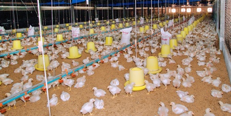 Nông trại nuôi gà công nghiệp khá hiện đại ở xã An Phước.