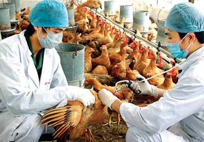 Cán bộ thú y tiêm vaccine cho đàn gà để phòng chống dịch cúm A/H5N1.