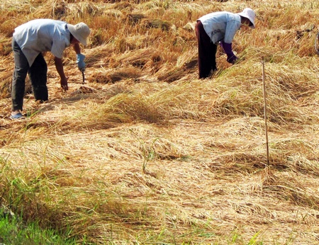 Nhiều diện tích lúa Đông Xuân bị đổ ngã, nông dân phải cắt tay